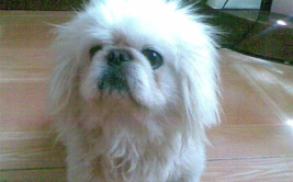 北京犬多少钱一只,纯种与混血价格大对比”