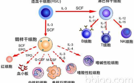 抗体是由什么细胞产生,抗体产生的细胞基础与机制概述