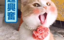 萌猫宝哥哥吃臭豆腐表情包图片搞笑,表情包笑料横生！