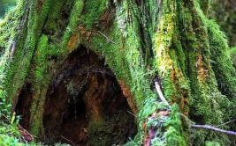 深山老林里面有很多好东西英语怎么说单词,Discovering Abundant Treasures in the Deep Woods: An English Vocabulary Compilation