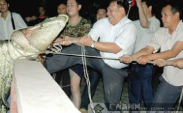 07年广西北海鳄鱼,07年广西北海鳄鱼养殖业的崛起与发展概览