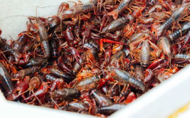 多地小龙虾身价下跌,多地小龙虾身价跳水，消费者迎来美食盛宴”