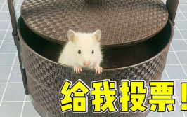 小仓鼠浑身发抖怎么办视频讲解图片,小仓鼠发抖原因及应对攻略